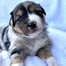 Girl 1 - Australian Shepherd puppy in Whitesburg, Georgia from Velocity Farms, farm raised Aussies