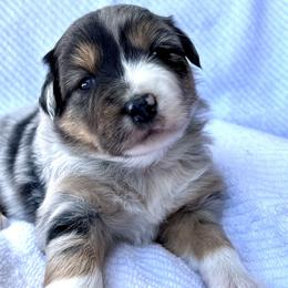 Girl 1 - Australian Shepherd puppy in Whitesburg, Georgia from Velocity Farms, farm raised Aussies
