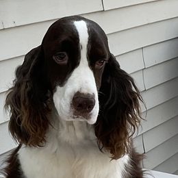 Hailey - English Springer Spaniel