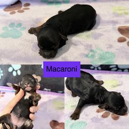 Macaroni - Black and tan female Cockapoo puppy in Clarks Summit, Pennsylvania from M&M Cockapoos