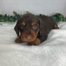 Berdie - Chocolate and tan female Dachshund puppy in Norwood, Missouri from A&J Weenies