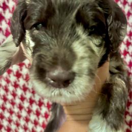 Hamilton - Merle male Goldendoodle puppy in Tybee Island, Georgia from Castaway Doodles