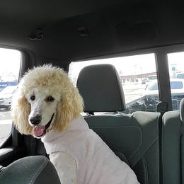 Annie - Poodle