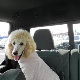 Annie - Poodle