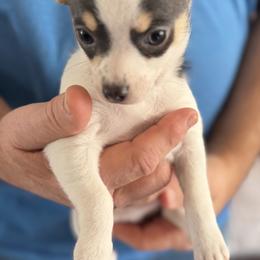 Danny CKC - Blue and white male Chihuahua puppy in Amity, Pennsylvania from Rhoda and Verna