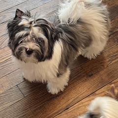 Biewer Terrier, Cavalier King Charles Spaniel, and Russian Salon Dog Puppies from Kilmaren Cavaliers and Born in the USA Biewer Terriers