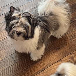 Biewer Terrier, Cavalier King Charles Spaniel, and Russian Salon Dog Puppies from Kilmaren Cavaliers and Born in the USA Biewer Terriers