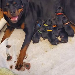 Boy 4 - male Rottweiler puppy in Carnesville,, Georgia from Von Knopf Rottweilers