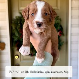 Finn - Red  male Goldendoodle puppy in Comanche, Texas from Central Texas Doodles, LLC.