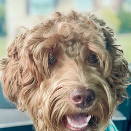 Australian Labradoodles from Robinson Acres Doodles