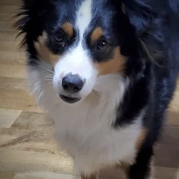 Miniature Australian Shepherds and Toy Australian Shepherds from North West Louisiana Aussies