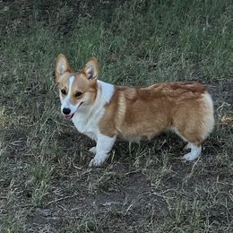 Lovey - Pembroke Welsh Corgi