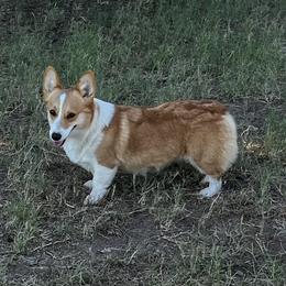 Lovey - Pembroke Welsh Corgi