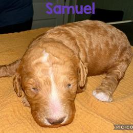 Samuel - Red  male Goldendoodle puppy in Pasadena, Texas from Toledo Creek Doodles
