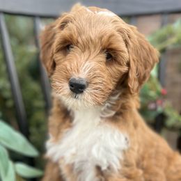 Tinsel - Red  Goldendoodle puppy in Saint John, Indiana from Lulu's Goldendoodles