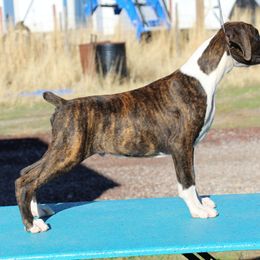 Harry - Brindle male Boxer puppy in Earlsboro, Oklahoma from Lieben Boxers