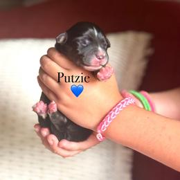 Putzie - Black tri-color male Australian Shepherd puppy in Uvalda, Georgia from Happy Ours Australian Shepherds
