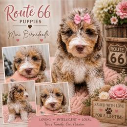 Girl 3, Peanut - Chocolate merle female Bernedoodle puppy in Delphos, Ohio from Route 66 Puppies