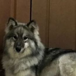 Native American Indian Dog puppies from Indian Valley Kennels