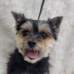 Viva - Biewer Terrier