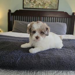 Latte - Merle female Goldendoodle puppy in Floyd, Virginia from Hearts and Paws Poodles and Doodles