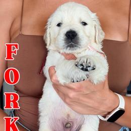 Forky - Light golden male Golden Retriever puppy in Rancho Cucamonga, California from Robinson Retrievers