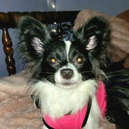 Sissy - Papillon