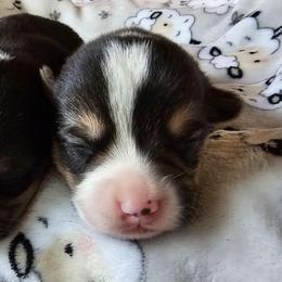 Beans - White and black male Pembroke Welsh Corgi puppy in Williams, California from Half Hitch Corgis