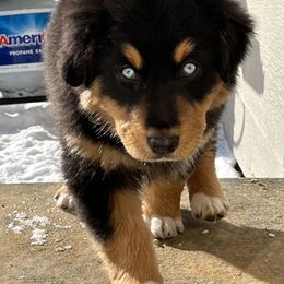 Australian Shepherd Puppies from 5280 Australian Shepherd