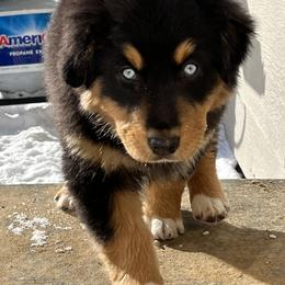 Australian Shepherd Puppies from 5280 Australian Shepherd