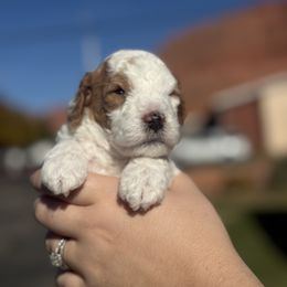Boy 1 - Blenheim male Cavapoo puppy in Ivins, Utah from Taylia's Cavapoos
