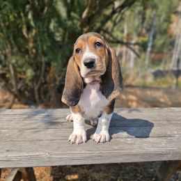 Pink collar 'Andarna' - Black brown and white female Basset Hound puppy in Valley, Washington from Peaceful Valley Paws