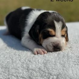 AKC Luca - Black tan and white male Beagle puppy in Rogersville, Missouri from Hales Little Beagle Haven