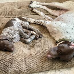 German Shorthaired Pointer Puppies from Tipsy Rabbit GSP TopDog Kennel
