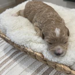 Buffy - Cream female Goldendoodle puppy in Salem, Utah from Karmadoodlee