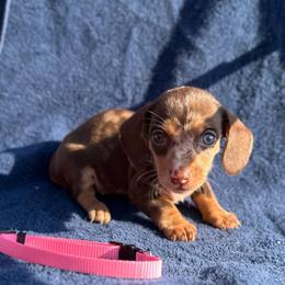 Girl 2 - Dapple female Dachshund puppy in Stilwell, Oklahoma from Double Down Doxies