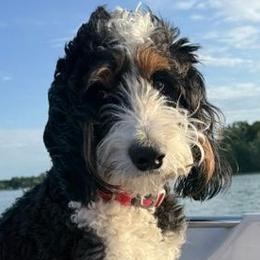 Pyper - Bernedoodle