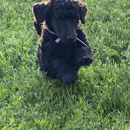 Poodle Puppies from Turkhaven