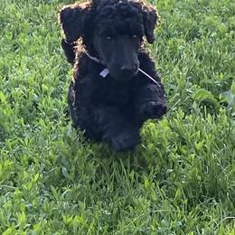 Poodle Puppies from Turkhaven