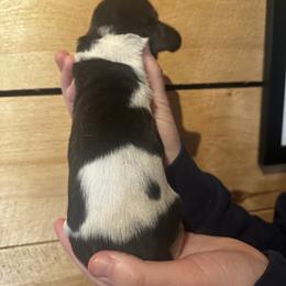 Female 2 - Black white and tan female Basset Hound puppy in Lindley, New York from Hill Top Basset Hounds & Cane Corso