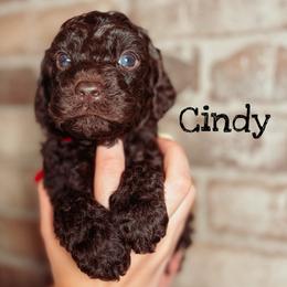 Cindy - Chocolate female Australian Labradoodle puppy in Decatur, Alabama from Southern Meadows Doodles