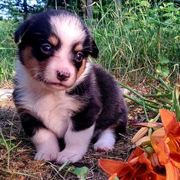 Molly Pitcher - Black and white female American Corgi puppy in Gouverneur, New York from St. Lawrence Corgis