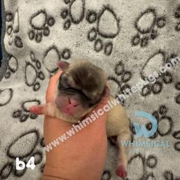 Boy 4 - male Pug puppy in Cleveland, Ohio from Whimsical White Pugs - Quality Comes First