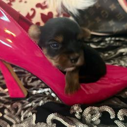 Girl 1 - Black and gold female Yorkshire Terrier puppy in Taylorsville, North Carolina from SilverLining highlands and hounds