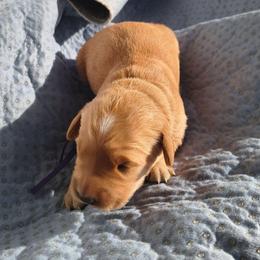 Mrs Potato- Purple collar (3rd pick female) - Golden female Golden Retriever puppy in Tenino, Washington from Oak River Goldens'