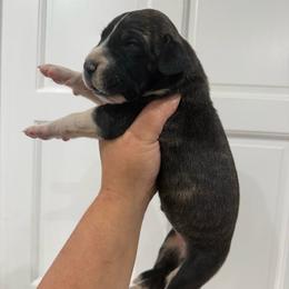 Lauren Daigle - Brindle female Great Dane puppy in Florida from Beachside Kennels
