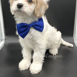 Cavapoo Puppies from Sharices Cavapoos