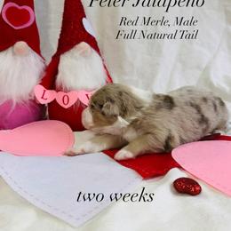Australian Shepherd Puppies from Sunshine Shepherds