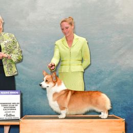 Tripp - Pembroke Welsh Corgi
