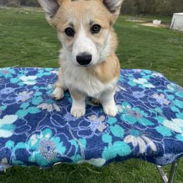 Maple - Fawn Pembroke Welsh Corgi puppy in Conklin, Michigan from Stoutmeyer's Pembroke Welsh Corgis